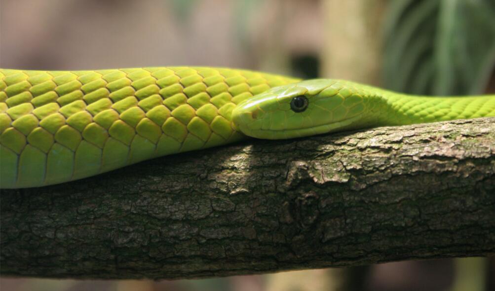 Eastern Natal Green Snake - African Snakebite Institute