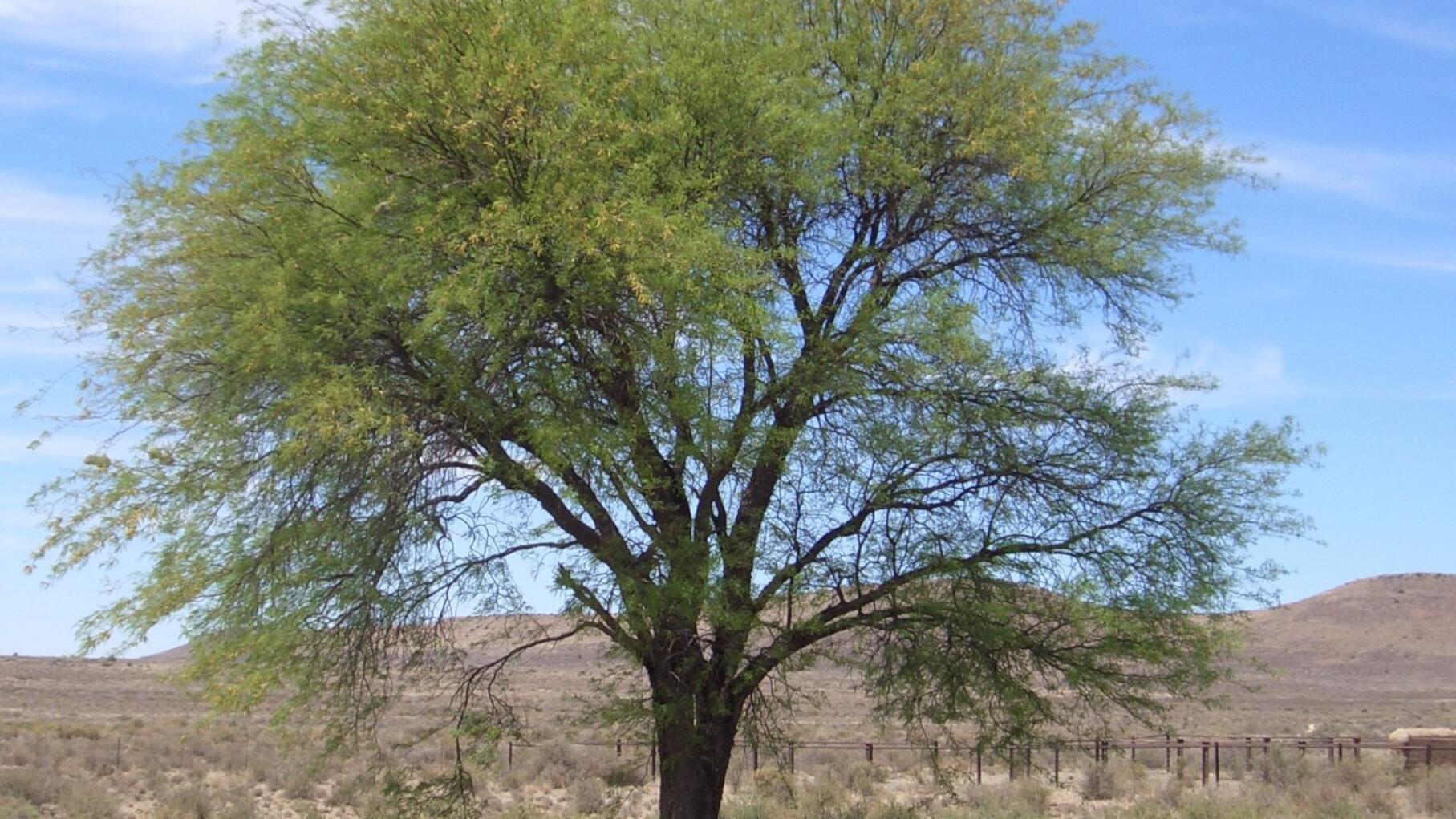 The Mesquite tree is an invasive alien vegetation that has taken over 8 million hectares of farmland in the Northern Cape . Pic Supplied