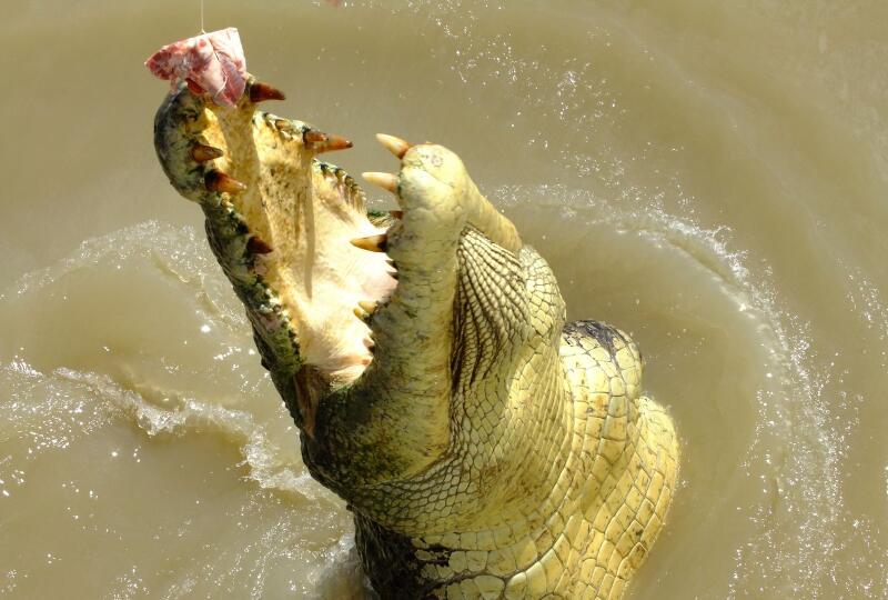 saltwater crocodile snaps at a piece of meat