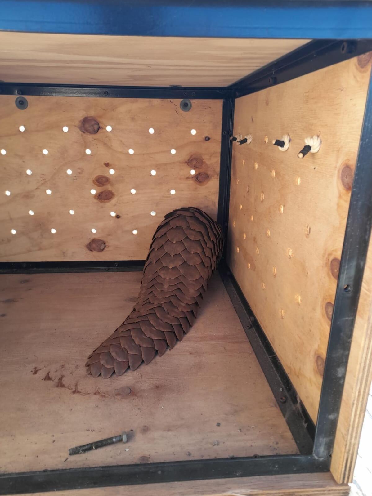An accused suspected of being in the illegal possession of a pangolin has been released on a warning after appearing in the Kuruman Magistrate’s Court on Monday. Picture: Supplied