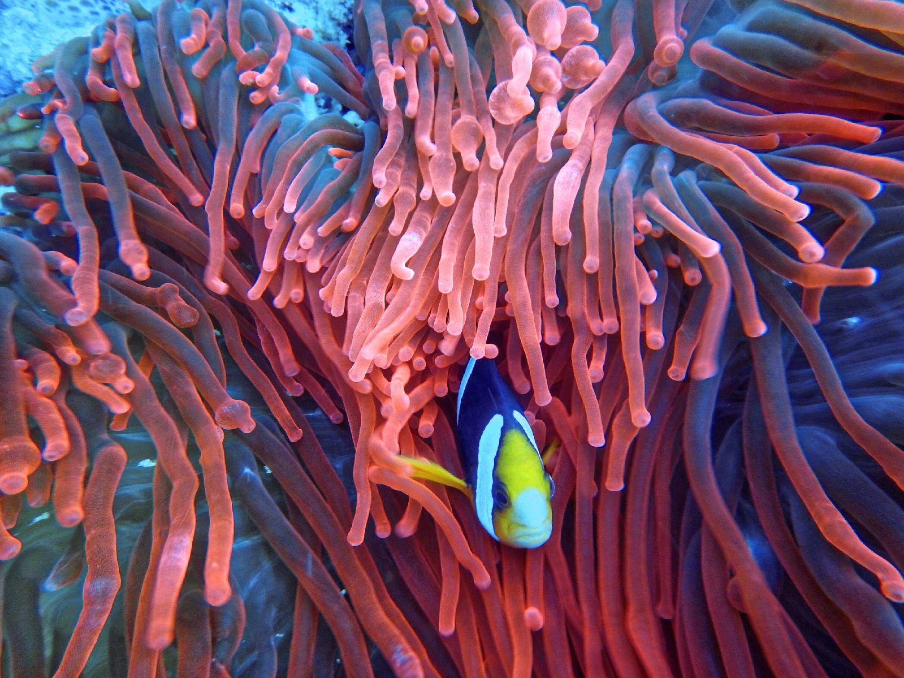 Fish on corals.
