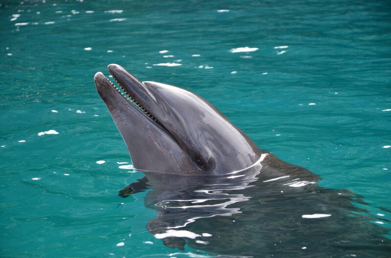A dolphin pokes its head out the water.