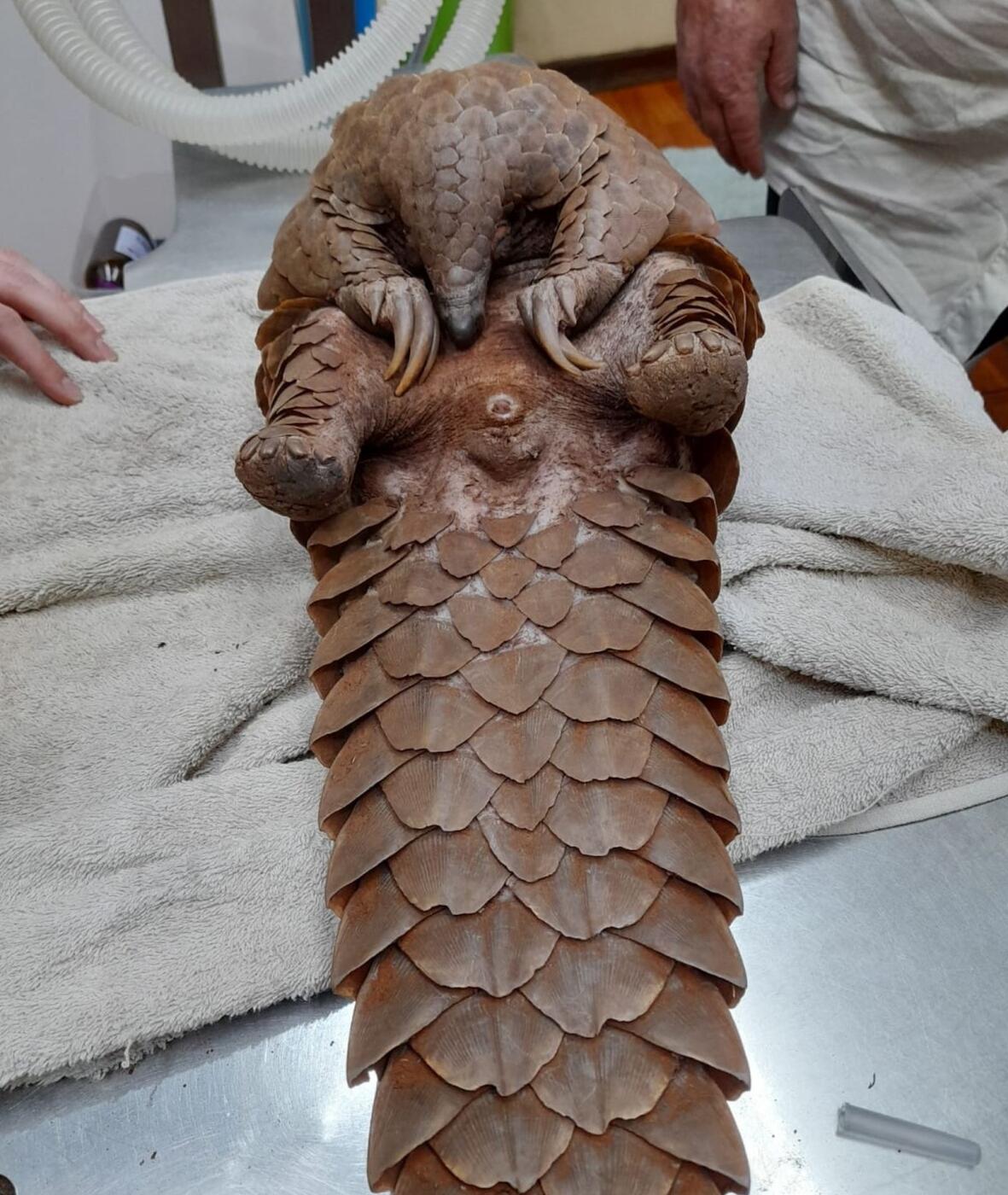 An accused suspected of being in the illegal possession of a pangolin has been released on a warning after appearing in the Kuruman Magistrate’s Court on Monday. Picture: Supplied