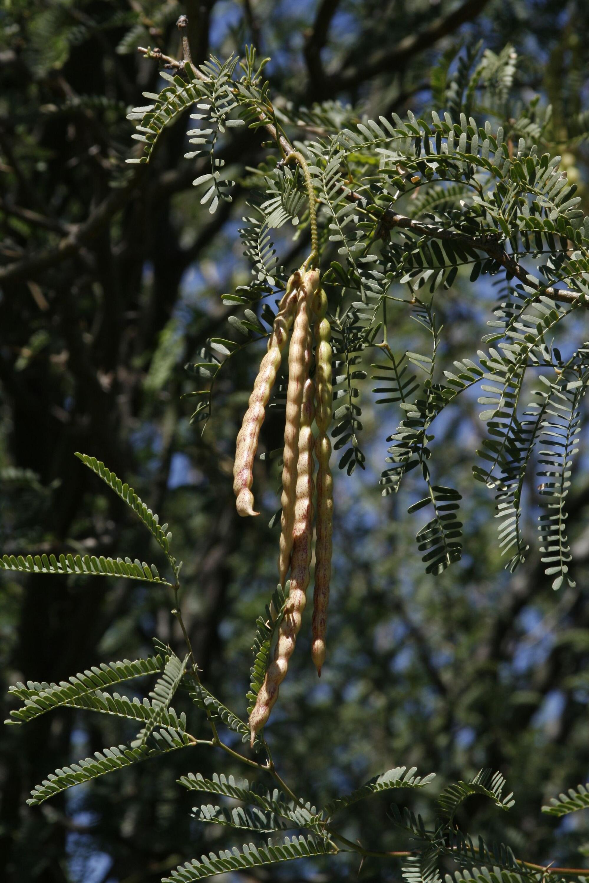Mesquite pods. Picture Supplied